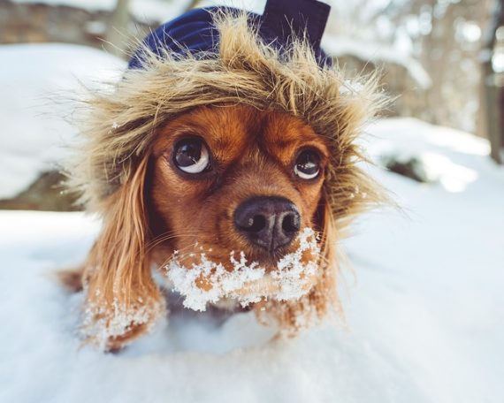 should-you-walk-your-dog-in-cold-weather