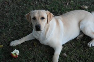 Dog with an apple