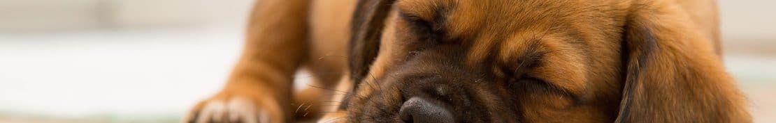 how-much-should-dog-sleep-health-and-nutrition-jug-dog