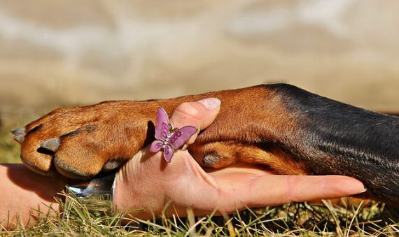 what-does-it-mean-when-a-dog-puts-his-paw-on-you-jug-dog