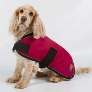 dog coats uk