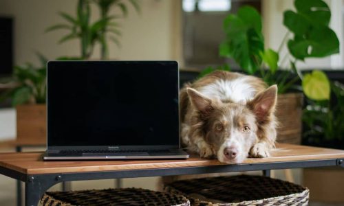 dogs watching TV