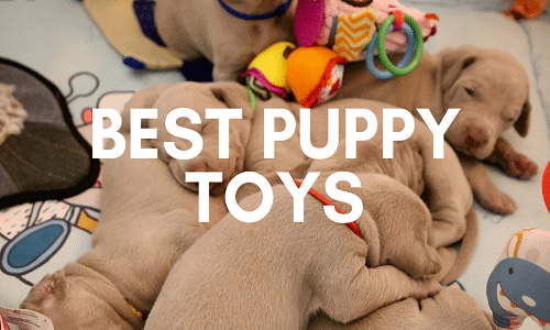 best dog toys uk