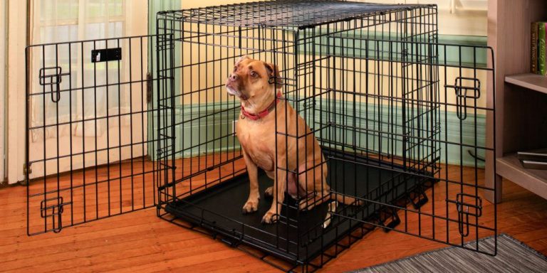 What to put in a dog crate (or puppy crate)? Where to put it?