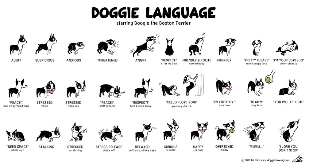 Язык хвоста собак