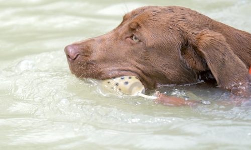 can all dogs swim