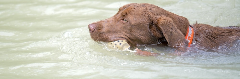 Can All Dogs Swim? The Complete Low Down - Jug Dog