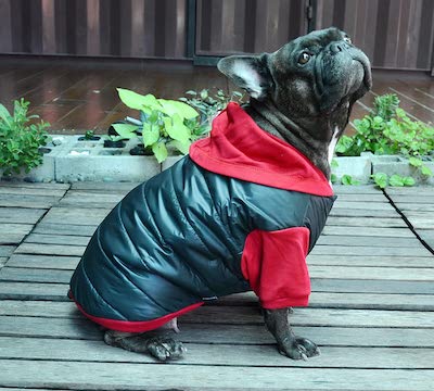 Best Raincoats for Pugs in UK 2023 & How to Choose Them!