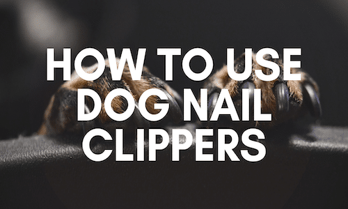 How To Use Dog Nail Clippers cover