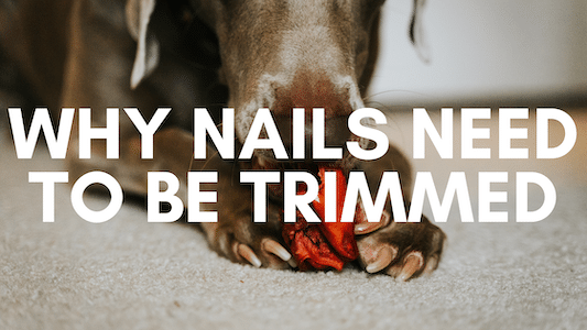 Why should you trim dogs nails cover