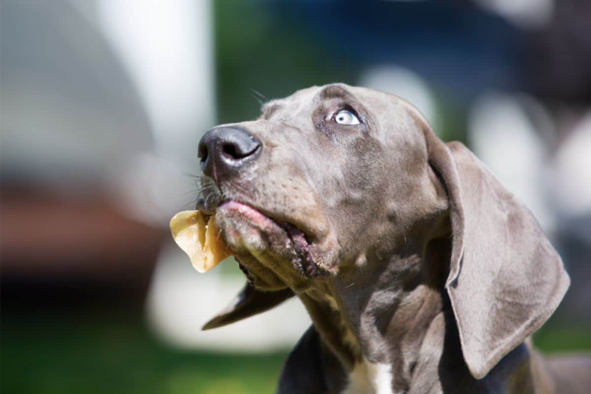 Is It Safe For A Dog To Chew Pig Ears 