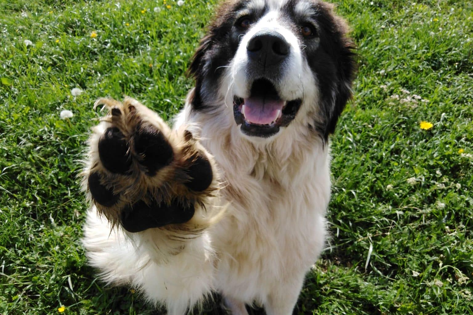 how-to-remove-and-prevent-dog-paw-calluses