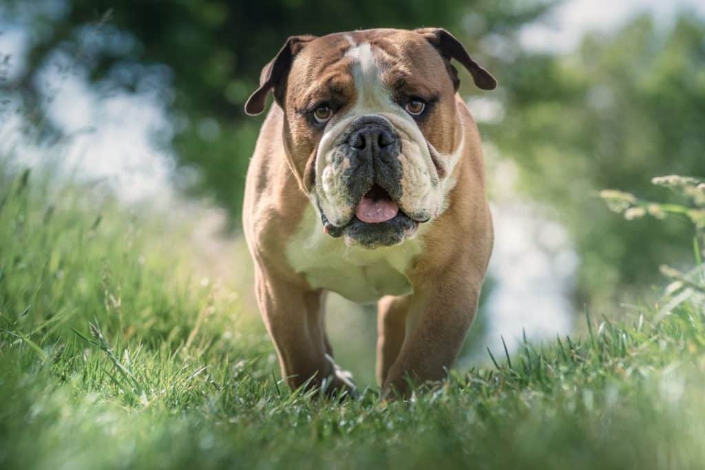 are old tyme bulldogs aggressive