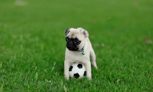 Everything You Need To Know About Newborn Baby Pugs And Care Tips