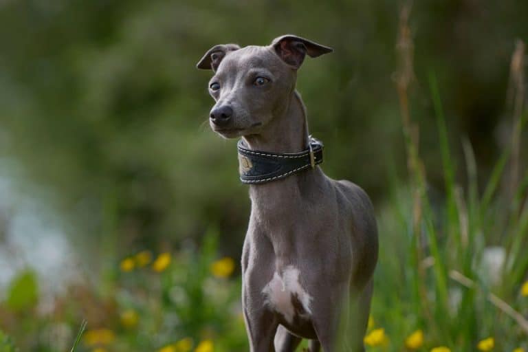 The Rather Rare And Super Sought-After Blue Whippet