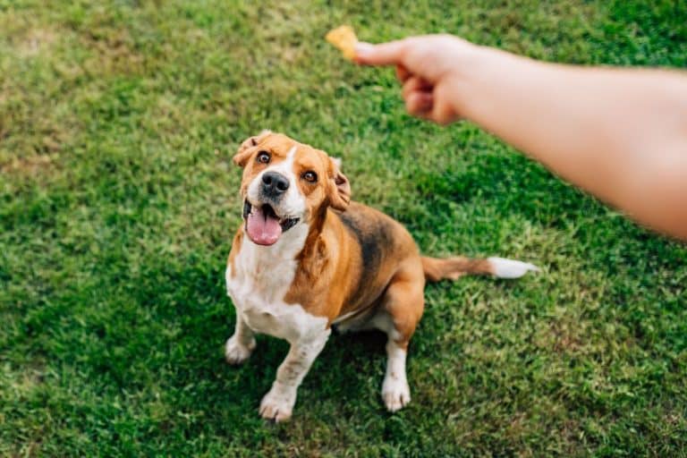 how-do-i-train-my-dog-not-to-eat-everything-outside